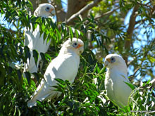 Perroquets - Australie